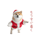 クリスマスな柴犬【かわいい・連絡】（個別スタンプ：28）