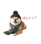 クリスマスな柴犬【かわいい・連絡】（個別スタンプ：31）
