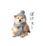 クリスマスな柴犬【かわいい・連絡】（個別スタンプ：32）