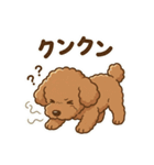 【日常＆冬】ゆるかわトイプードル（個別スタンプ：39）
