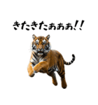 熱狂虎ファン！叫んで野球応援（個別スタンプ：3）