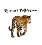 熱狂虎ファン！叫んで野球応援（個別スタンプ：14）
