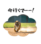 熱狂虎ファン！叫んで野球応援（個別スタンプ：15）