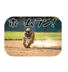 熱狂虎ファン！叫んで野球応援（個別スタンプ：22）