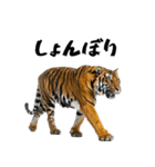 熱狂虎ファン！叫んで野球応援（個別スタンプ：24）