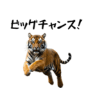 熱狂虎ファン！叫んで野球応援（個別スタンプ：31）