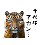 熱狂虎ファン！叫んで野球応援（個別スタンプ：33）