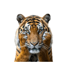 熱狂虎ファン！叫んで野球応援（個別スタンプ：38）