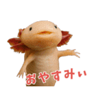 ⭐ウーパールーパー【毎日使える・ペット】（個別スタンプ：2）