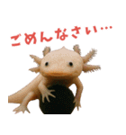 ⭐ウーパールーパー【毎日使える・ペット】（個別スタンプ：4）