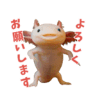 ⭐ウーパールーパー【毎日使える・ペット】（個別スタンプ：6）