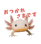 ⭐ウーパールーパー【毎日使える・ペット】（個別スタンプ：8）