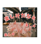 ⭐ウーパールーパー【毎日使える・ペット】（個別スタンプ：9）