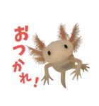 ⭐ウーパールーパー【毎日使える・ペット】（個別スタンプ：10）