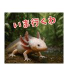 ⭐ウーパールーパー【毎日使える・ペット】（個別スタンプ：11）