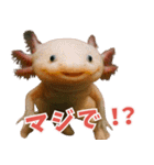 ⭐ウーパールーパー【毎日使える・ペット】（個別スタンプ：12）