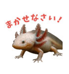 ⭐ウーパールーパー【毎日使える・ペット】（個別スタンプ：16）