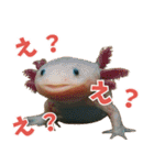 ⭐ウーパールーパー【毎日使える・ペット】（個別スタンプ：18）