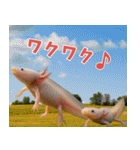 ⭐ウーパールーパー【毎日使える・ペット】（個別スタンプ：19）