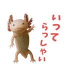 ⭐ウーパールーパー【毎日使える・ペット】（個別スタンプ：20）