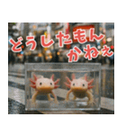 ⭐ウーパールーパー【毎日使える・ペット】（個別スタンプ：21）