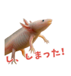 ⭐ウーパールーパー【毎日使える・ペット】（個別スタンプ：22）