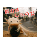 ⭐ウーパールーパー【毎日使える・ペット】（個別スタンプ：23）