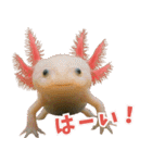 ⭐ウーパールーパー【毎日使える・ペット】（個別スタンプ：24）