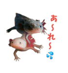 ⭐ウーパールーパー【毎日使える・ペット】（個別スタンプ：26）