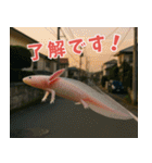 ⭐ウーパールーパー【毎日使える・ペット】（個別スタンプ：27）