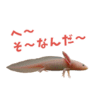 ⭐ウーパールーパー【毎日使える・ペット】（個別スタンプ：30）