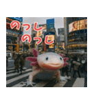 ⭐ウーパールーパー【毎日使える・ペット】（個別スタンプ：33）