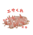 ⭐ウーパールーパー【毎日使える・ペット】（個別スタンプ：34）