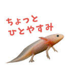 ⭐ウーパールーパー【毎日使える・ペット】（個別スタンプ：36）