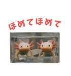 ⭐ウーパールーパー【毎日使える・ペット】（個別スタンプ：40）