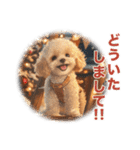 トイプードルの冬のことば（個別スタンプ：12）