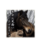 干支は猫年だにゃ♥馬とネコ年賀 改（個別スタンプ：20）