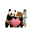 動く！パンダとレッサーパンダBABY（個別スタンプ：1）