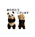 動く！パンダとレッサーパンダBABY（個別スタンプ：2）