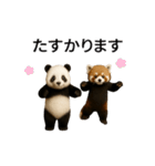 動く！パンダとレッサーパンダBABY（個別スタンプ：15）