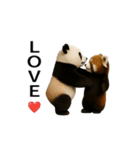 動く！パンダとレッサーパンダBABY（個別スタンプ：19）