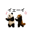 動く！パンダとレッサーパンダBABY（個別スタンプ：22）