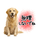 ゴールデンレトリバー★気遣い＆優しさ♡（個別スタンプ：1）