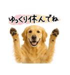 ゴールデンレトリバー★気遣い＆優しさ♡（個別スタンプ：2）