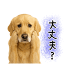 ゴールデンレトリバー★気遣い＆優しさ♡（個別スタンプ：3）