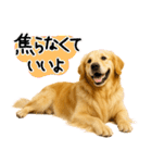ゴールデンレトリバー★気遣い＆優しさ♡（個別スタンプ：4）