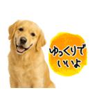 ゴールデンレトリバー★気遣い＆優しさ♡（個別スタンプ：5）