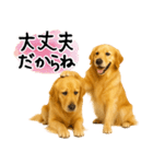 ゴールデンレトリバー★気遣い＆優しさ♡（個別スタンプ：6）