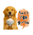 ゴールデンレトリバー★気遣い＆優しさ♡（個別スタンプ：7）