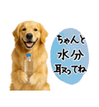 ゴールデンレトリバー★気遣い＆優しさ♡（個別スタンプ：8）